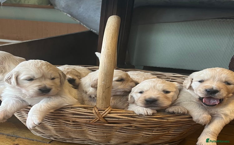 Golden Retriever dogs - Advert 6