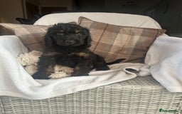 Cockapoo dogs for sale: F1 miniature gorgeous cockapoo puppies  - Image 38