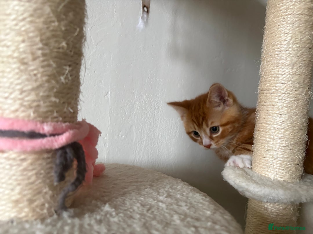 Mixed Breed cats for sale: Last of the litter ginger and white boy  - Advert 5