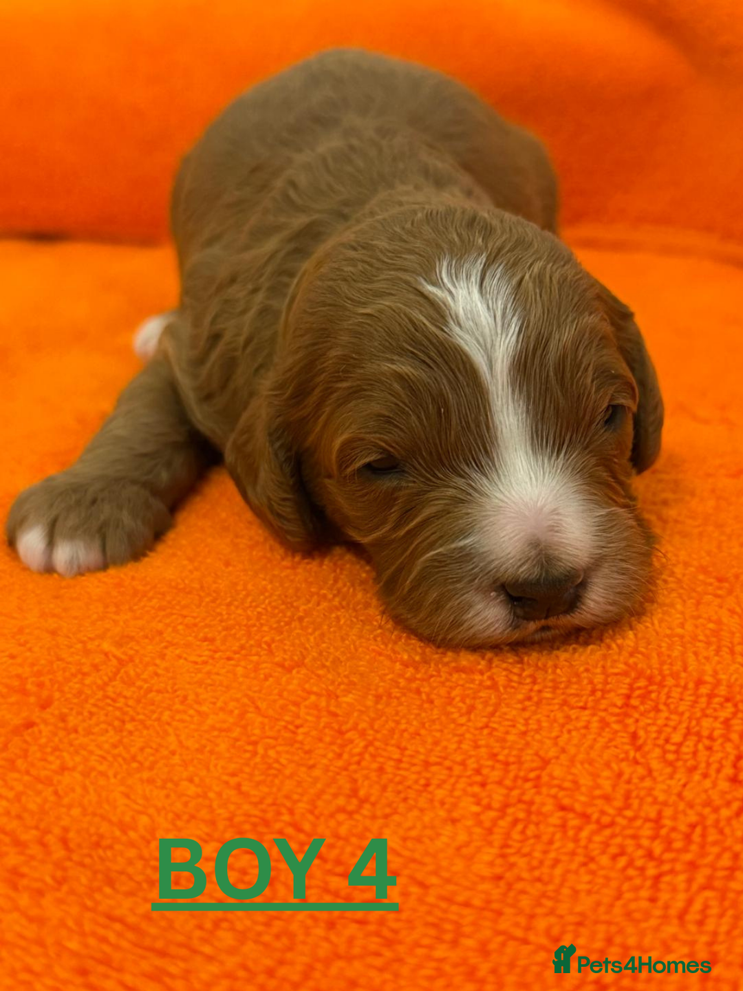 Cavapoo dogs for sale: Beautiful F1b Cavapoo's Health Tested Parents - Advert 4