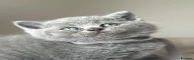 British Shorthair 1