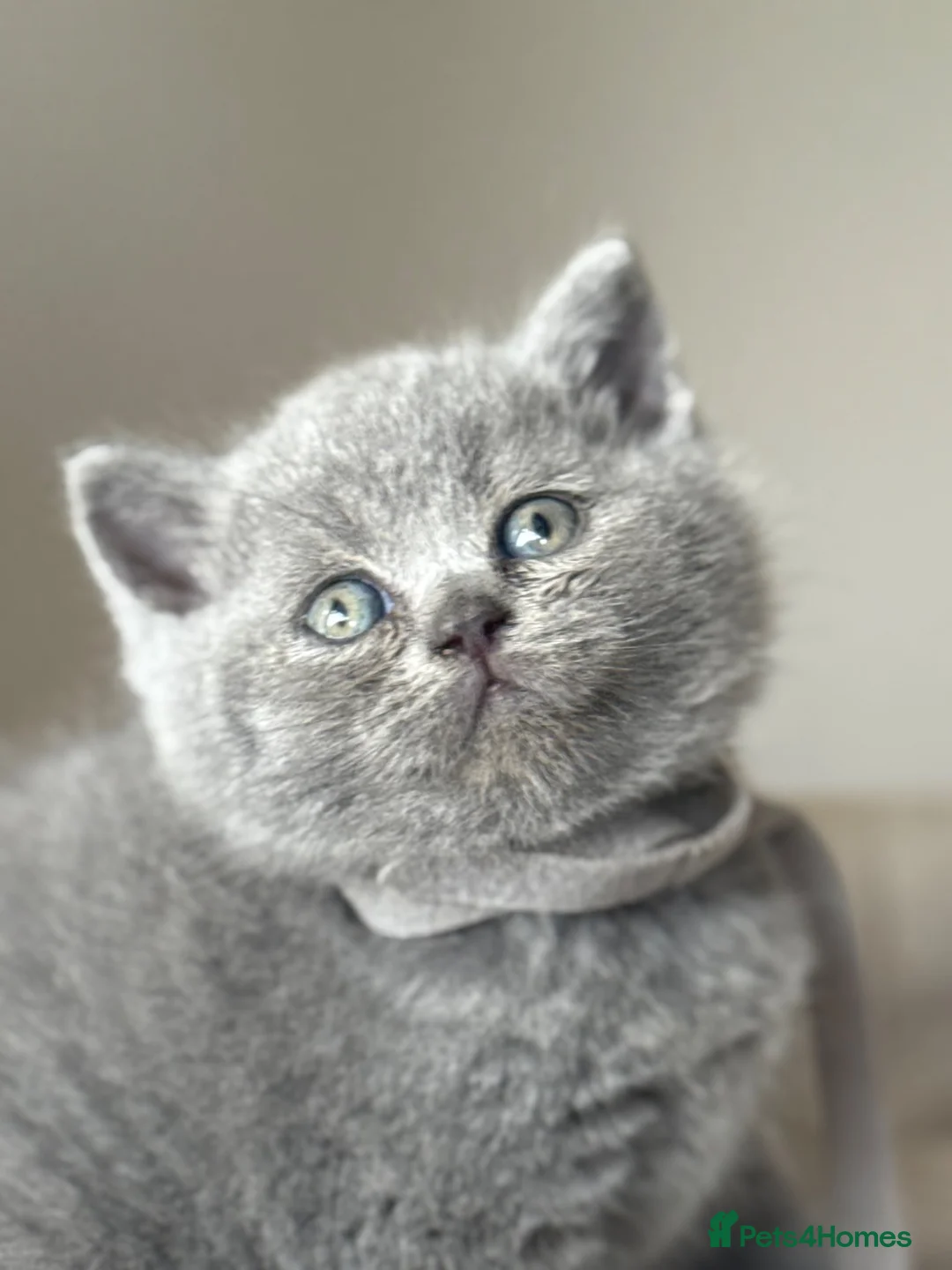 British Shorthair cats for sale: British short hair grey / blue kittens  - Advert 1