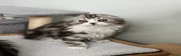 Scottish Fold cats for sale: Scottish Fold/Straight - Advert 1