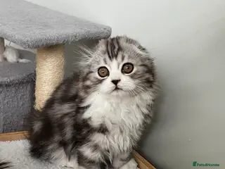 Scottish Fold cats Scottish Fold/Straight - Advert 4