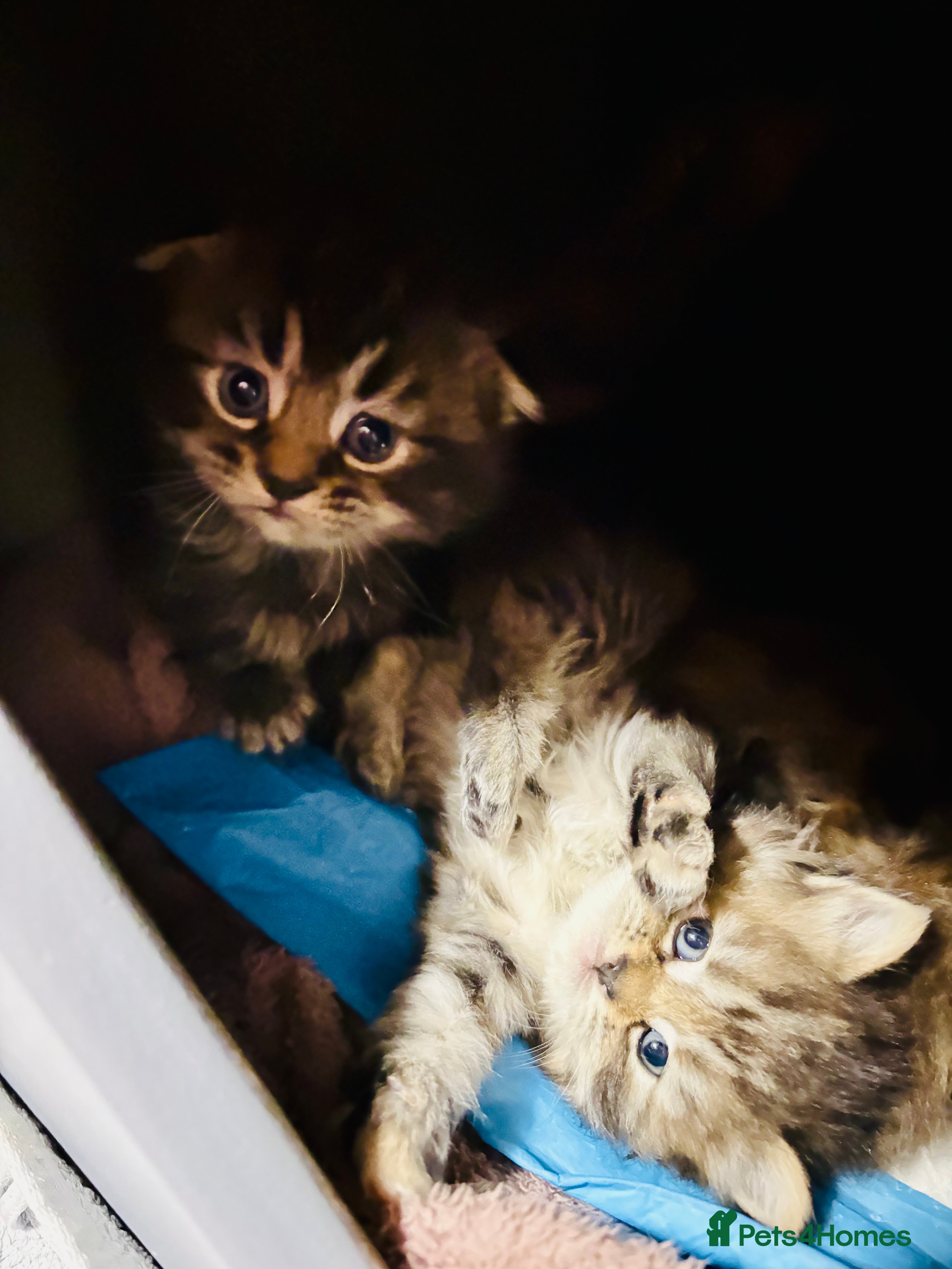 Scottish Fold cats Scottish fold long hair - Advert 8