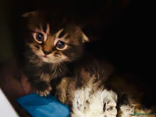 Scottish Fold cats Scottish fold long hair - Advert 5