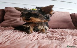 Yorkshire Terrier dogs for sale: For sale - Image 6