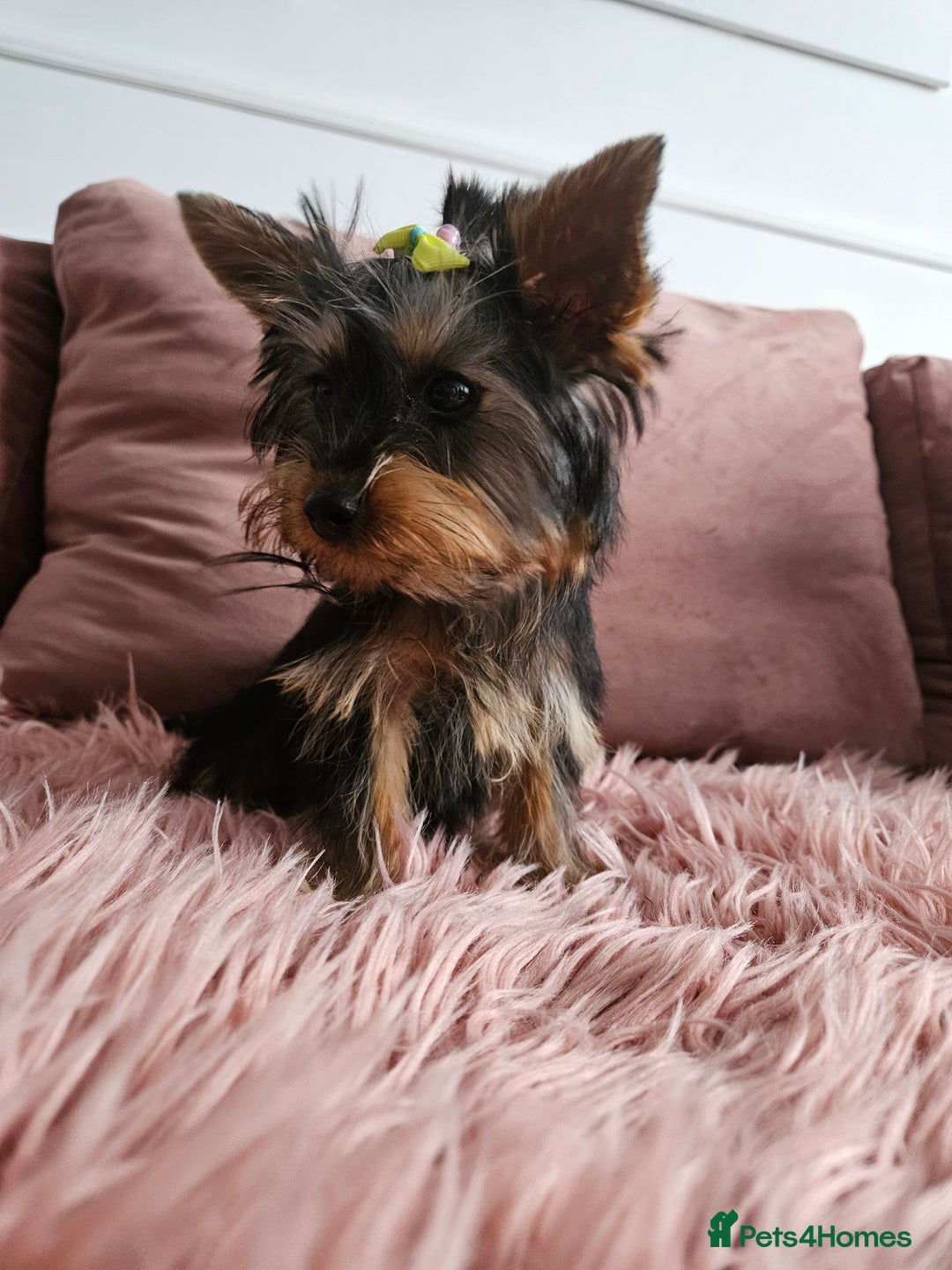 Yorkshire Terrier dogs for sale: For sale - Image 6