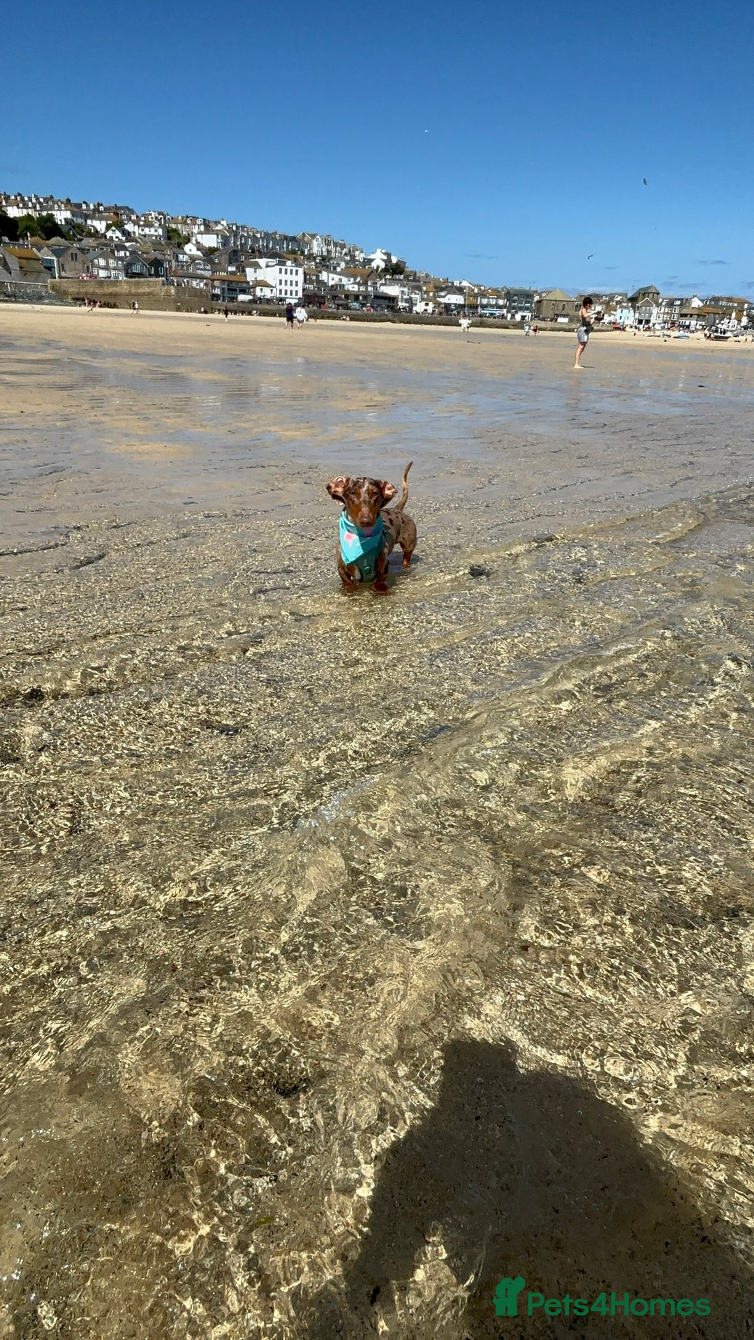 Miniature Dachshund dogs for stud: Proven KCReg Chocolate & Tan Dapple Dachshund Stud - Advert 5