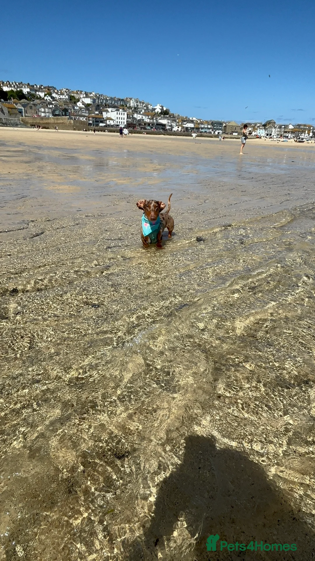 Miniature Dachshund dogs for stud: Proven KCReg Chocolate & Tan Dapple Dachshund Stud - Advert 5