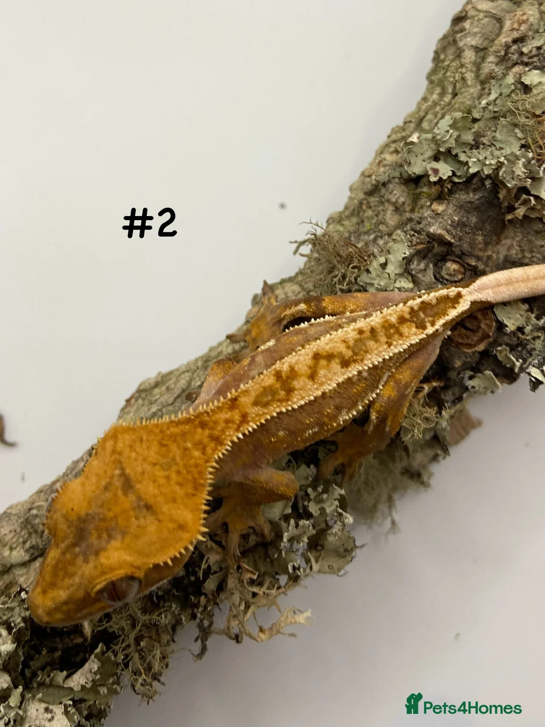 Gecko reptiles for sale: Adult and Juvenile Crested Geckos - Advert 6