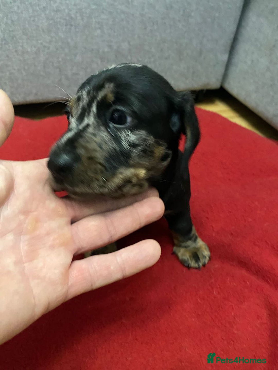 Dachshund dogs for sale: Adorable Dachshund Puppies - Advert 9