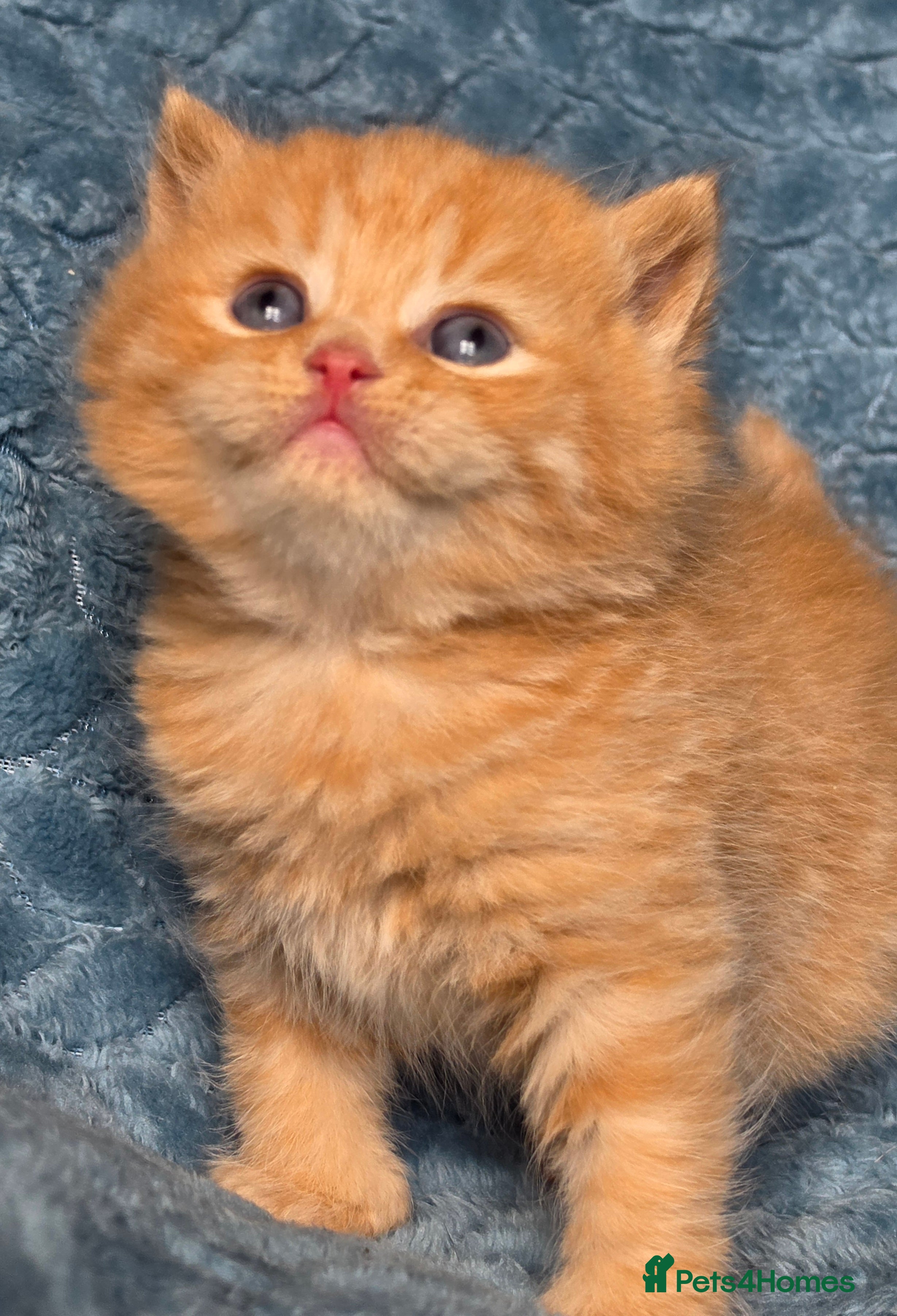 British Shorthair cats BSH and BLH TICA  reg kittens - Advert 16