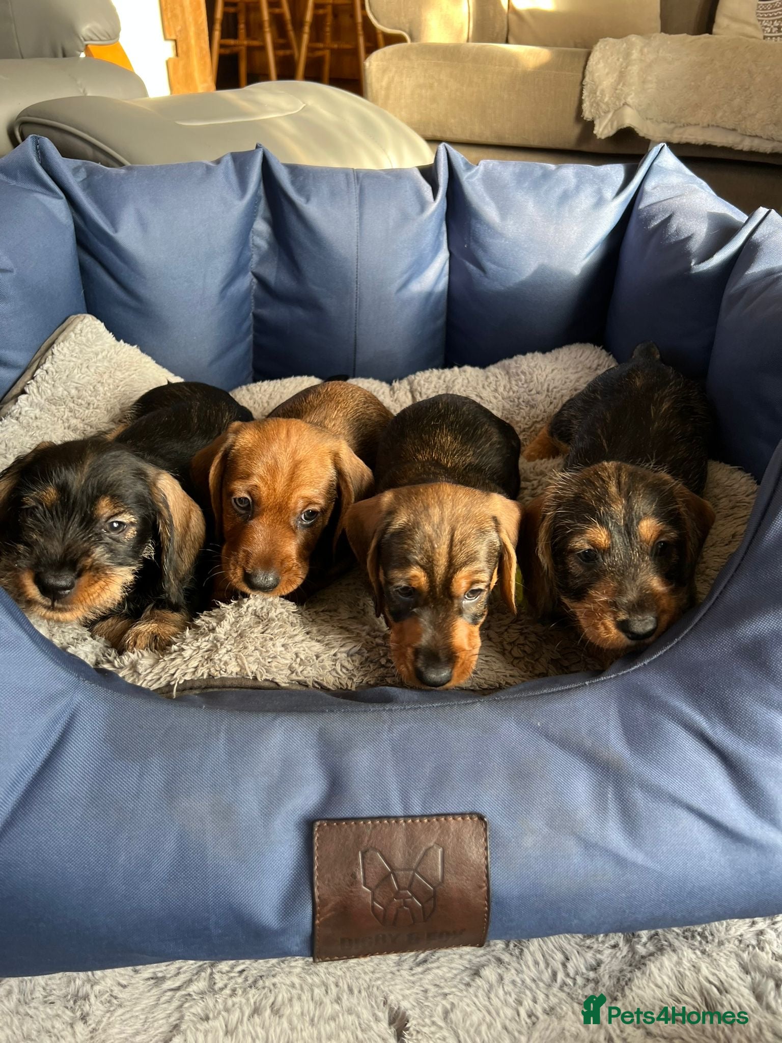 Dachshund dogs KC Standard Wirehaired Dachshund Puppies - Advert 1