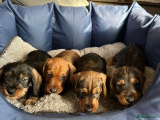 Dachshund dogs KC Standard Wirehaired Dachshund Puppies - Advert 1