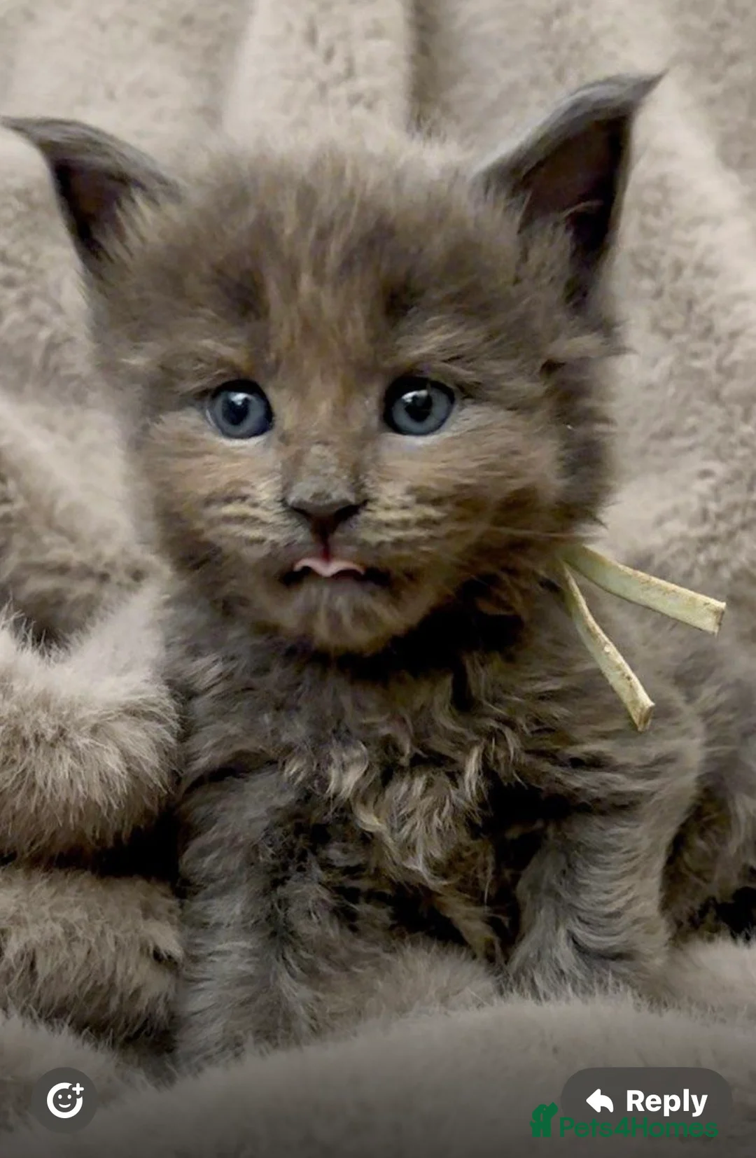 Maine Coon cats for sale: Pedigree GCCF registered Maine Coon kittens  - Advert 11