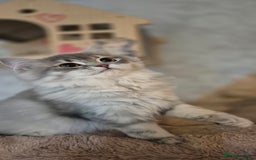 Scottish Fold cats for sale: 1 boy and 1 girl left Amazing Scottish Straights  in Ивсхам - Image 22