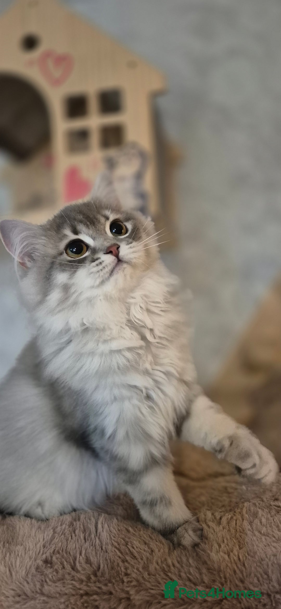 Scottish Fold cats for sale: 1 boy and 1 girl left Amazing Scottish Straights  in Ивсхам - Image 22