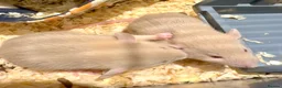Rat rodents for sale: 5 weeks Adorable & Friendly Baby Fancy Rats - Advert 4
