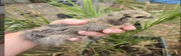 Chickens poultry for sale: 6 Silkie hatching eggs - Advert 7