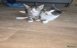Persian cats for sale: Bundles of joy - Image 1