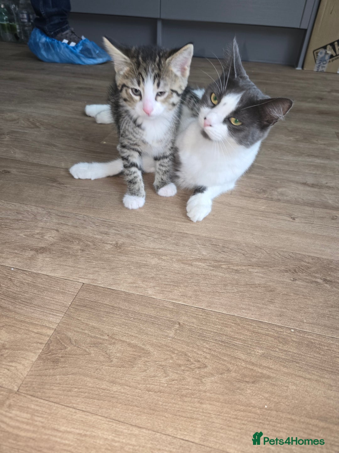 Persian cats for sale: Bundles of joy - Image 1