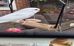 Budgerigars birds for sale: Gorgeous baby budgies - Image 13