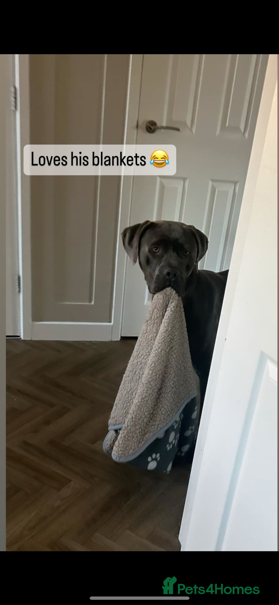 Mixed Breed dogs for sale: 2 year old mastiff  - Image 2