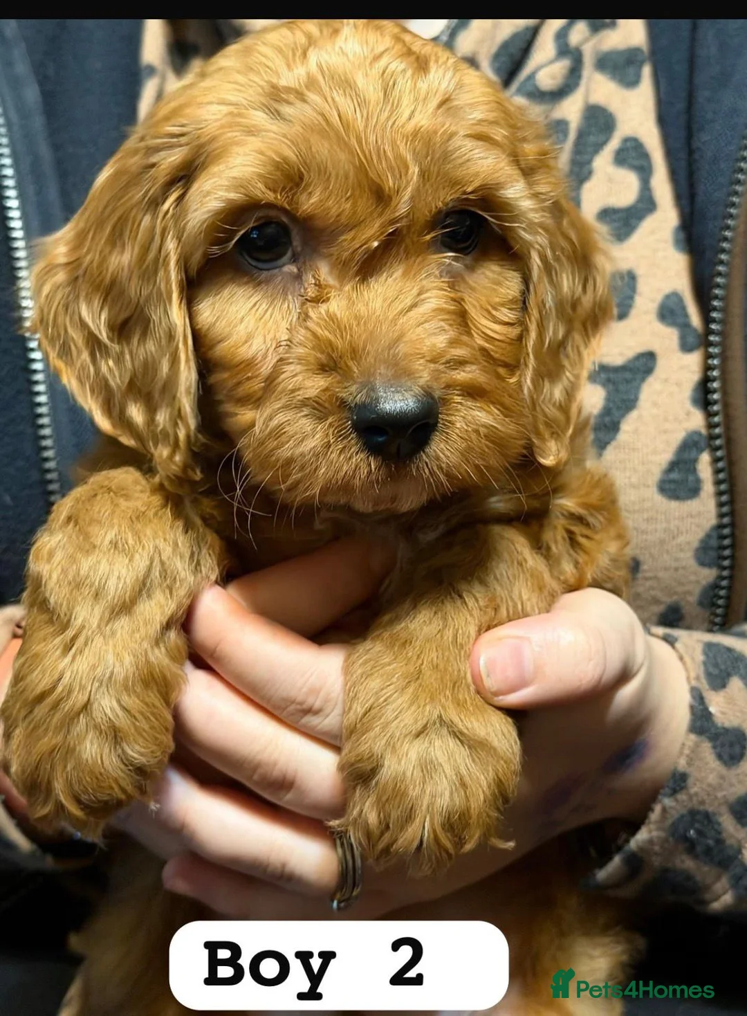 Cockapoo dogs for sale: f1 cockerpoo puppies - Advert 4