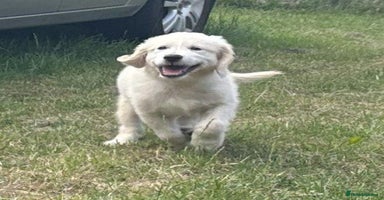 Golden Retriever dogs - Advert 10