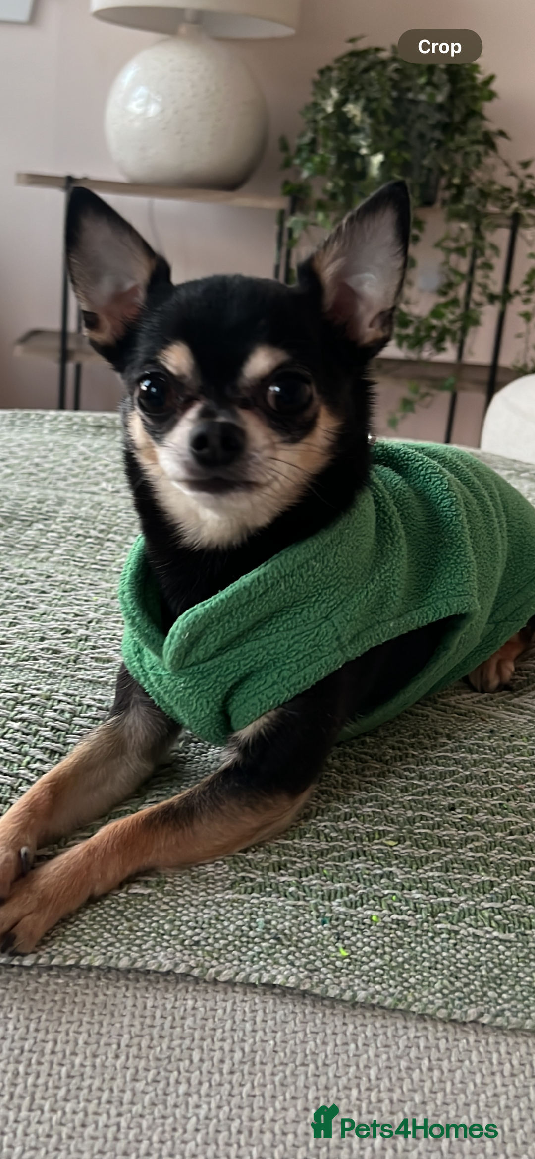 Chihuahua dogs for sale: Tri Colour Chihuahua Girl Seeking a Loving Home. - Advert 5