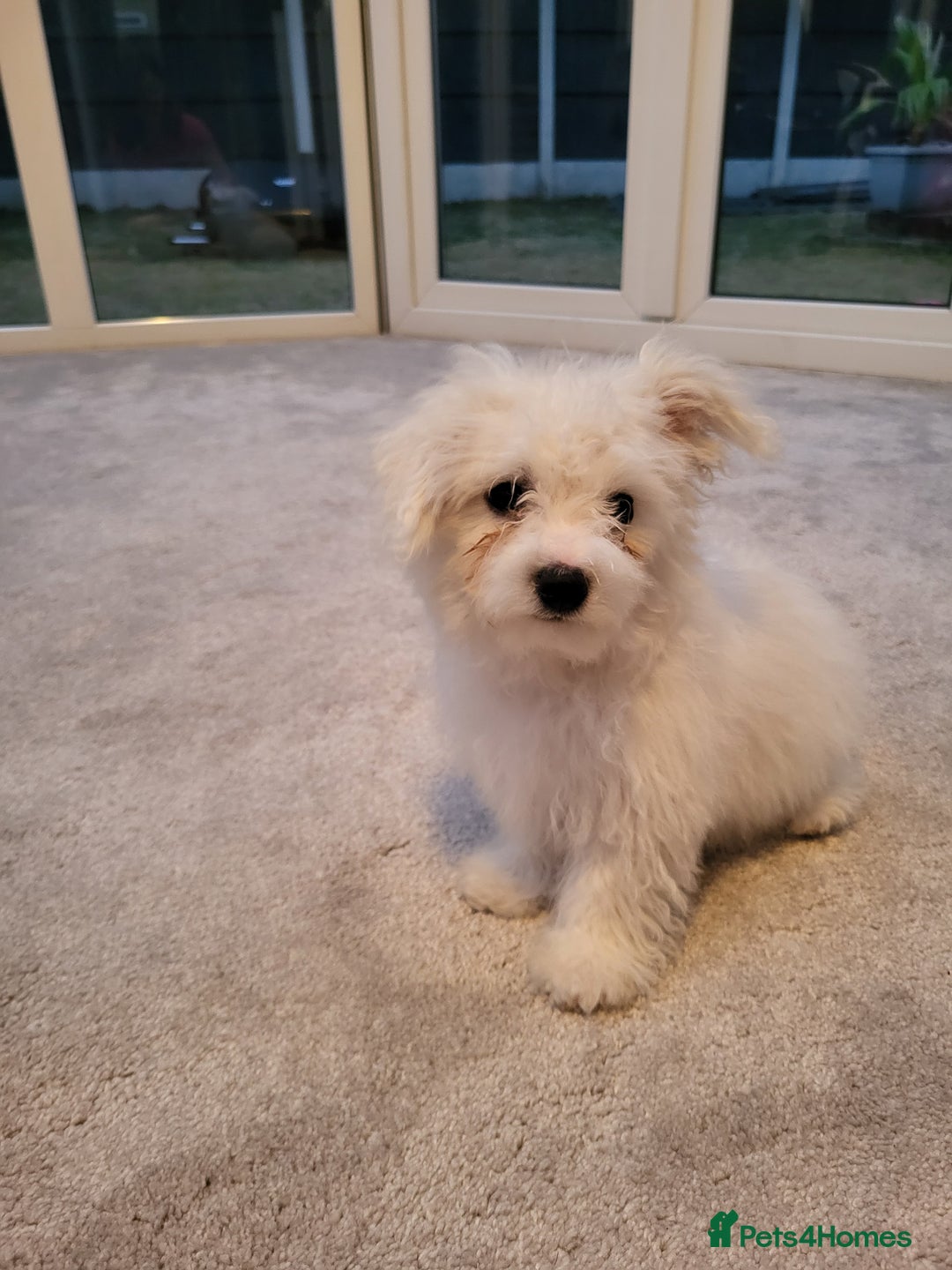 Maltese dogs for sale: Bishon Maltese - Image 3