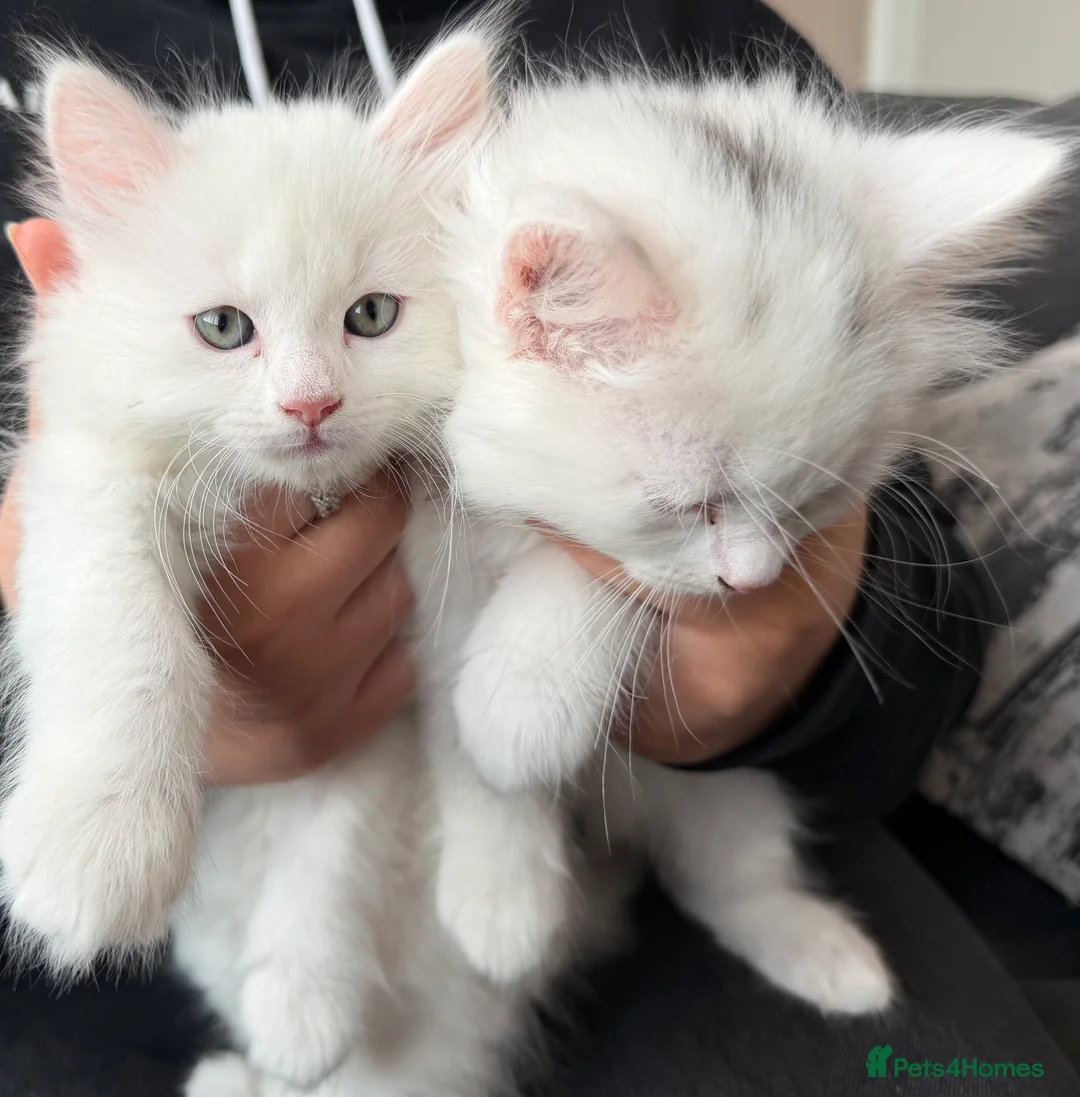 Ragdoll cats for sale: Ragdoll X British ShortHair Kittens  in Staines - Advert 7