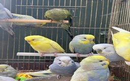 Budgerigars birds for sale: Adorable budgies and cages for sale  - Image 13