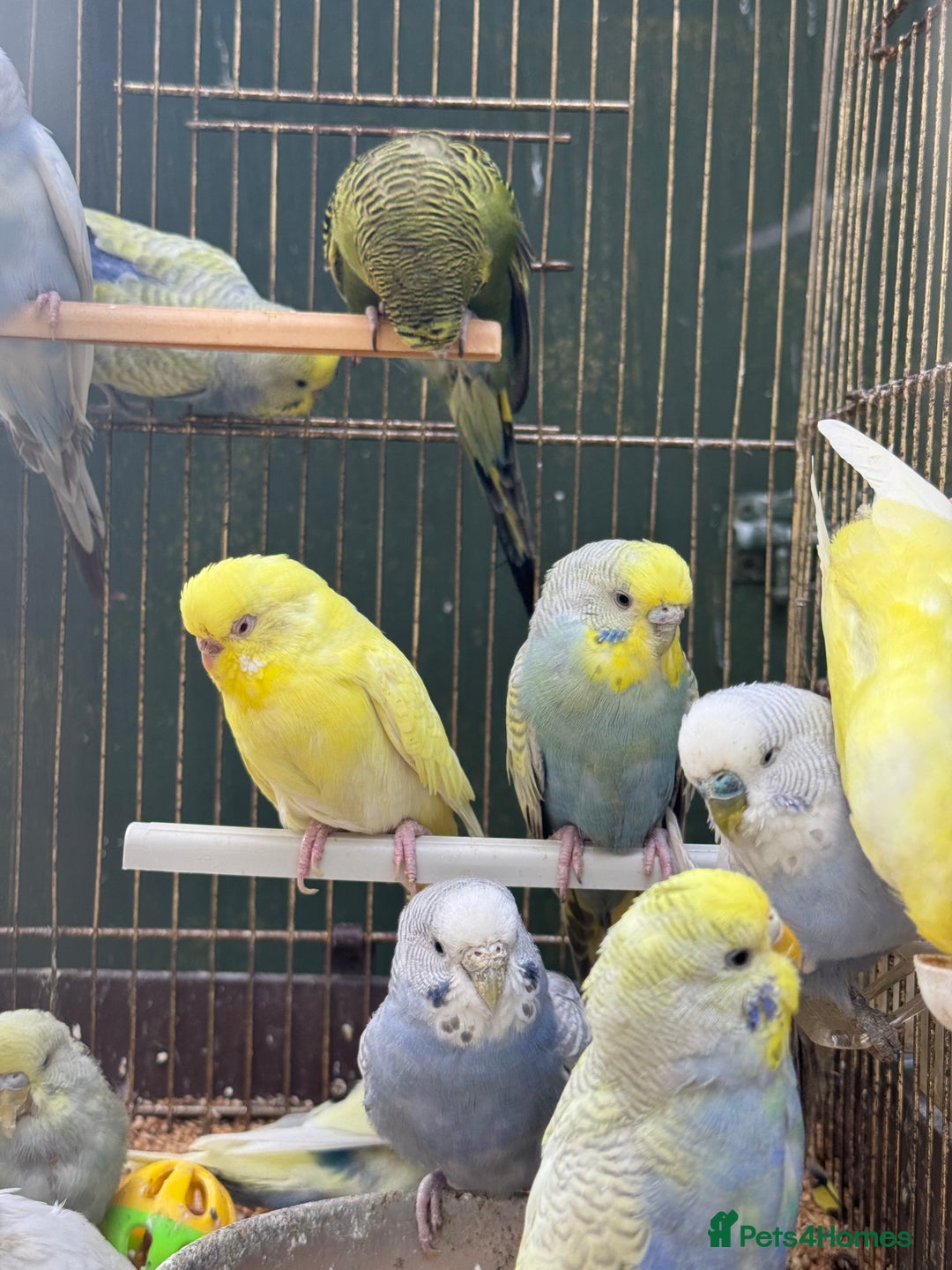 Budgerigars birds for sale: Adorable budgies and cages for sale  - Image 13