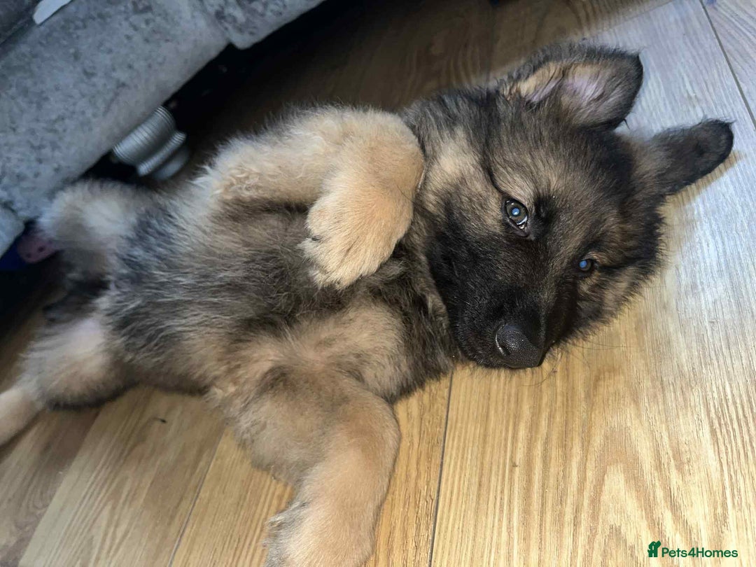 German Shepherd dogs for sale: Beautiful German shepherd boy - Image 3