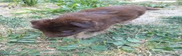 German Shepherd dogs for sale: German Shepherd puppies all colours ready end Aug - Advert 40