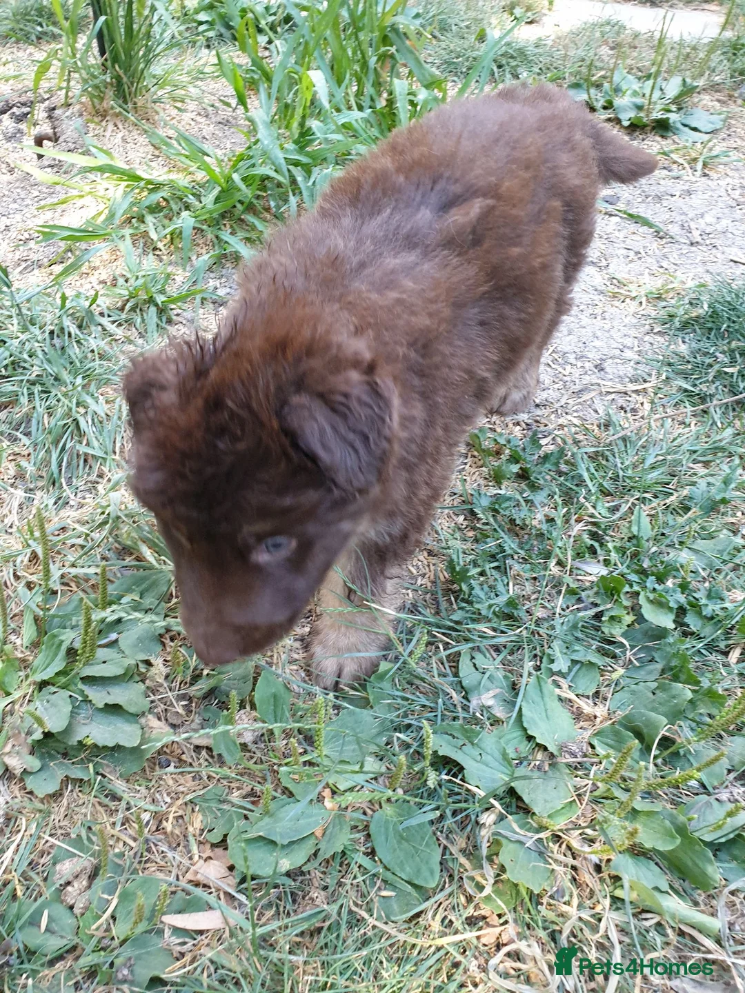 German Shepherd dogs for sale: German Shepherd puppies all colours ready end Aug - Advert 40