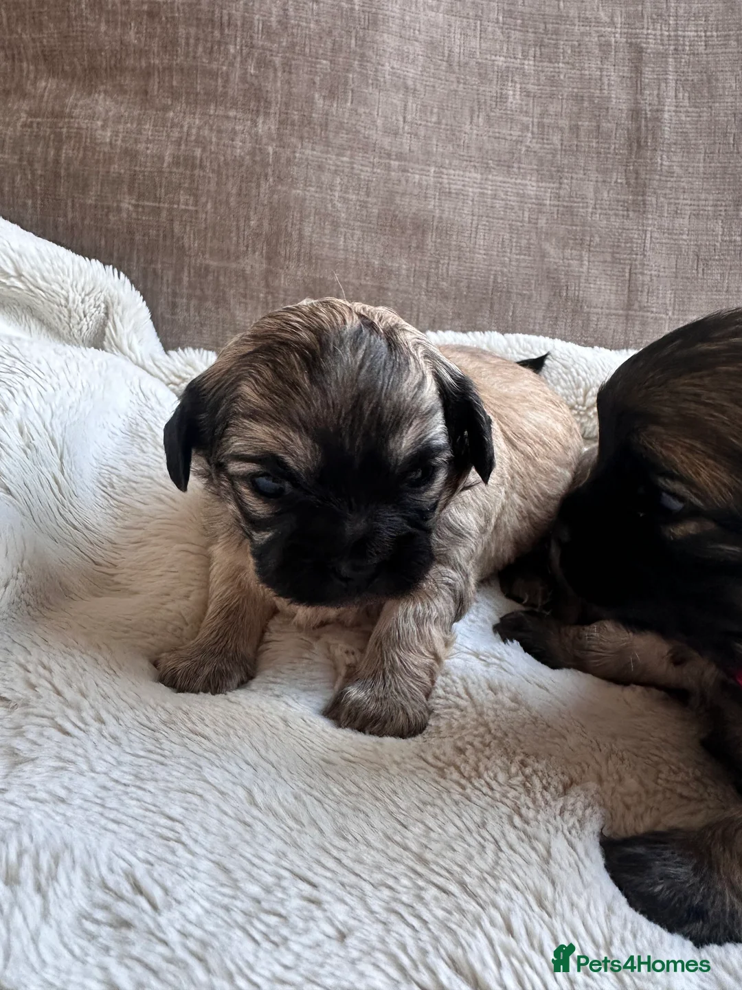 Mixed Breed dogs for sale: Stunning Chihuahua X puppies.  - Advert 2