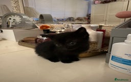 Mixed Breed cats for sale: Mixed Breed kittens - Image 14