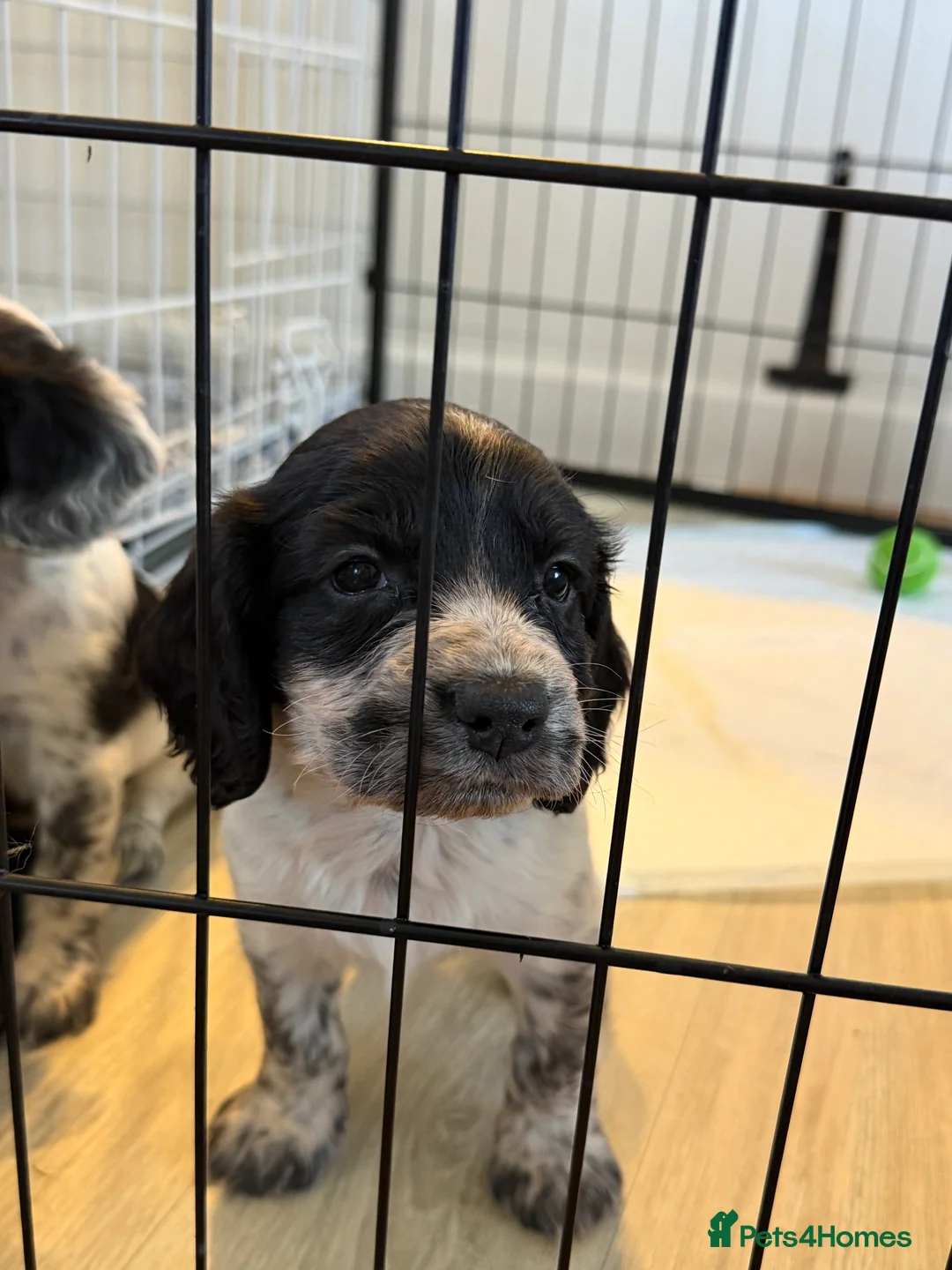 Sprocker dogs for sale: Sprocker spaniel puppies - Advert 2