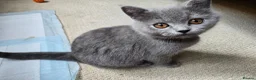British Shorthair cats for sale: Purebred British Shorthair Kittens - 2 left! - Advert 8