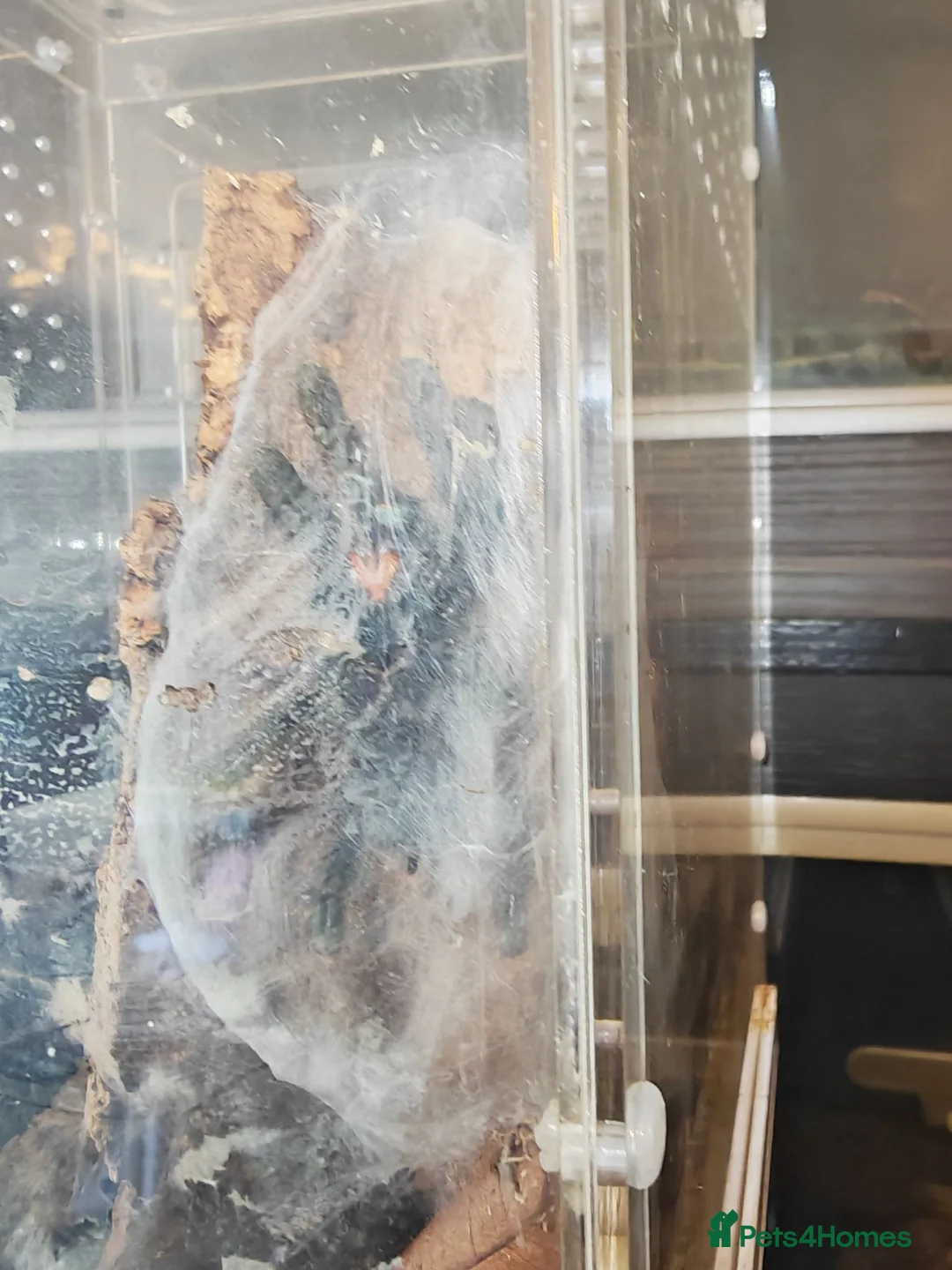 Tarantulas invertebrates for sale: tarantulas, Scorpions, Geckos,bugs and snails. - Advert 20