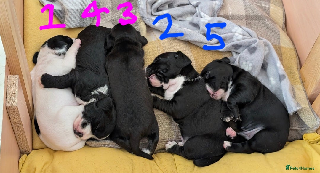 Mixed Breed dogs for sale: Cocker Jack Puppies - Image 5