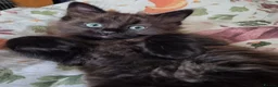 Mixed Breed cats for sale: 8 week old black half maine coone half tabby in Welwyn Garden City - Advert 37
