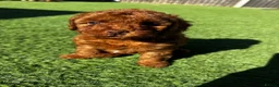 Cavapoo dogs for sale: Beautiful Red F1b Cavapoo - Viewings now welcome - Advert 27