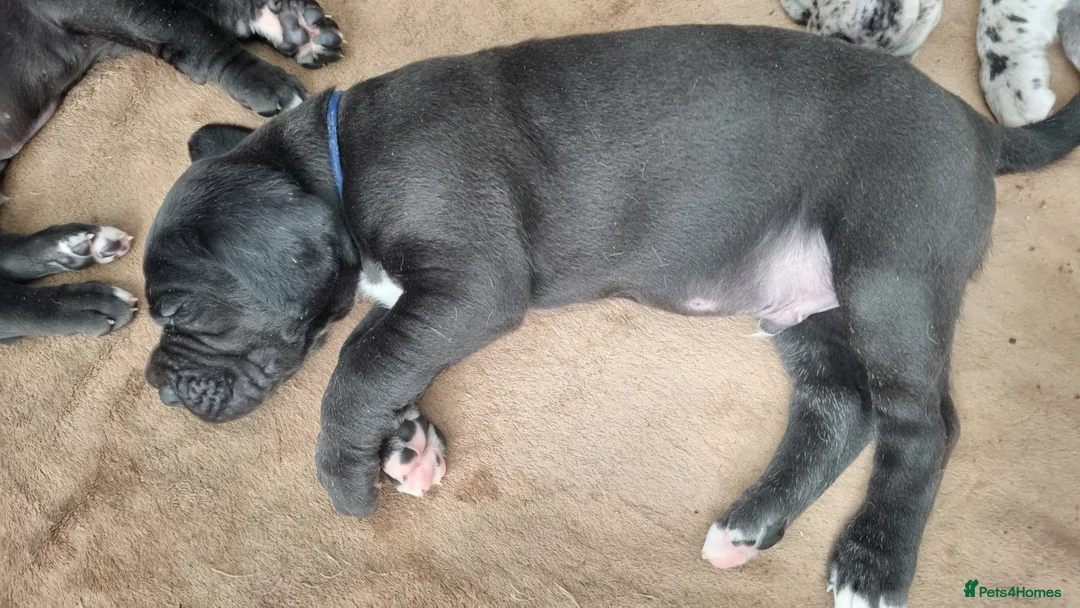 Great Dane dogs for sale: Kc reg extensuvely health tested parents - Advert 5