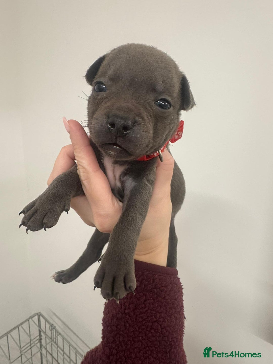 Staffordshire Bull Terrier dogs for sale:  KC Registered Staffordshire Bull Terrier Puppies - Advert 22