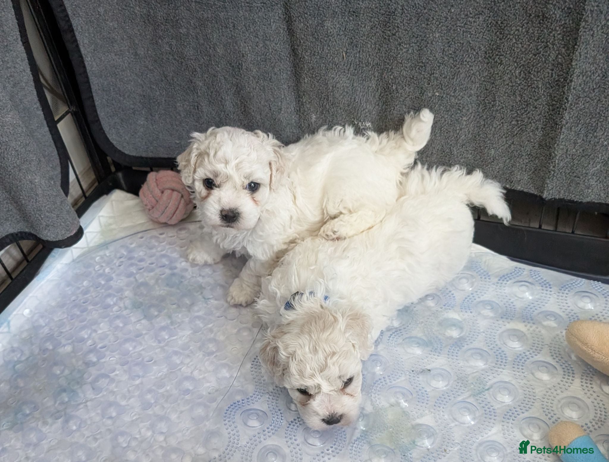 Bichon Frise dogs Pedigree Bichon Frise Puppies - Advert 1