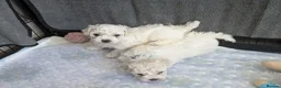 Bichon Frise dogs for sale: Pedigree Bichon Frise Puppies in Bedford - Advert 1